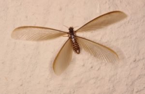 Termites Swarming